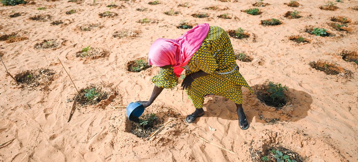 زنی در باغی از بازار که در زمینی که قبلاً تخریب شده بود در اوالام، نیجر، سبزیجات را آبیاری می کند.  این باغ بین پناهندگان، آوارگان داخلی و مردم محلی مشترک است.